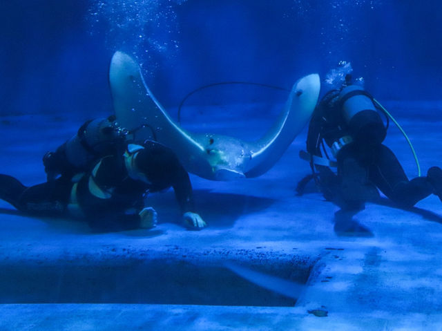 【鹿児島県】 桜島を眼前に仰ぐロケーション抜群の水族館『いおワールドかごしま水族館』