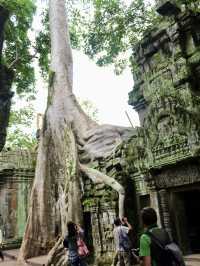 The Mystical Allure of Ta Prohm – A Journey Through Time