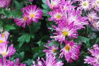 Bouquets of Delight — Spring Bloom in Hong Kong Park