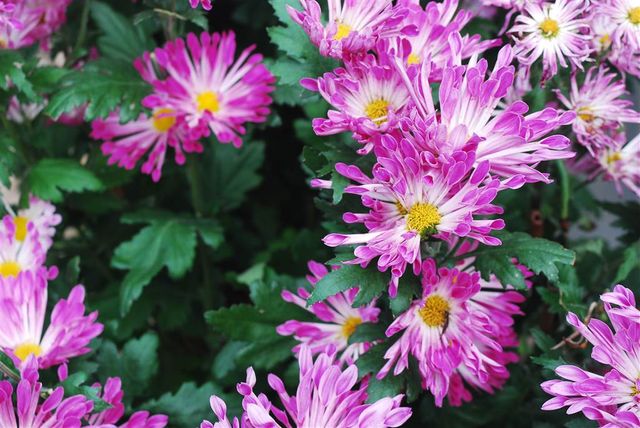 Bouquets of Delight — Spring Bloom in Hong Kong Park