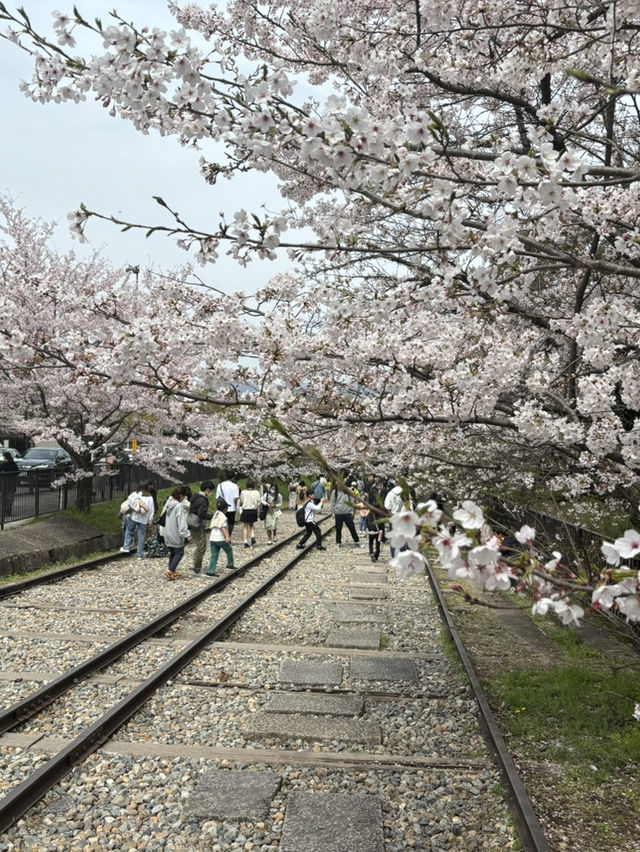 京都蹴上鐵道的浪漫邂逅💕🌸