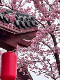 武漢櫻花：東湖櫻園的春日盛宴