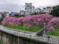 東湖康樂公園，搭捷運輕鬆賞櫻趣！