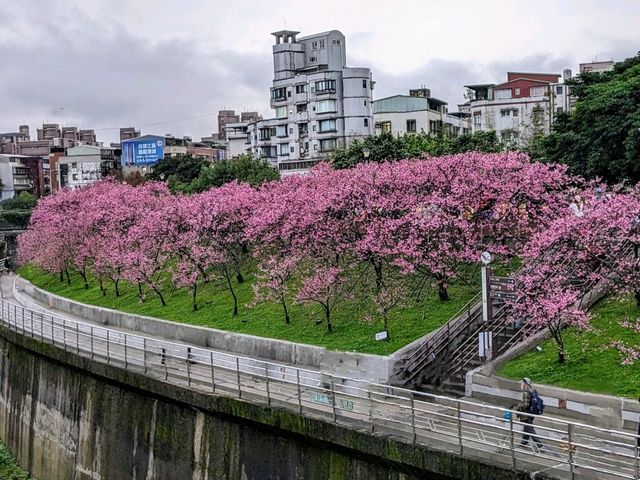 東湖康樂公園，搭捷運輕鬆賞櫻趣！