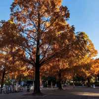 Showa Memorial Park (昭和記念公園)