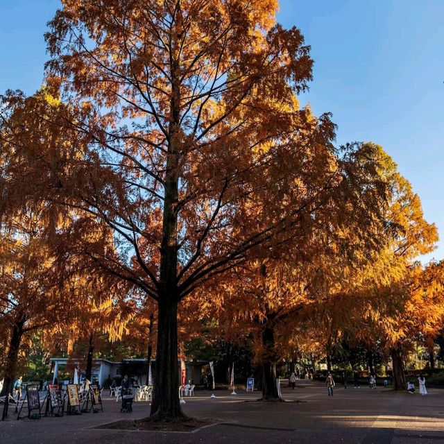 Showa Memorial Park (昭和記念公園)