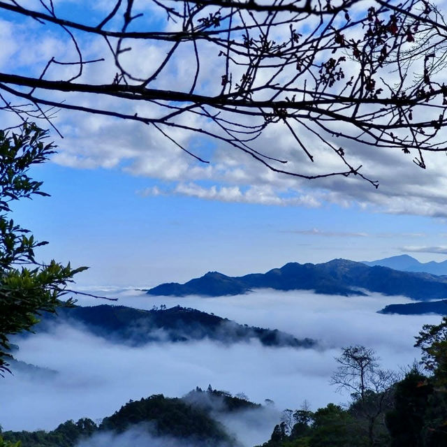 櫻花加油喔！李花太會搶鏡頭了