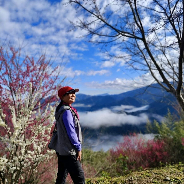 櫻花加油喔！李花太會搶鏡頭了