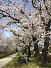 ซากุระบานที่ Negawa River เมือง Tachikawa ชิลล