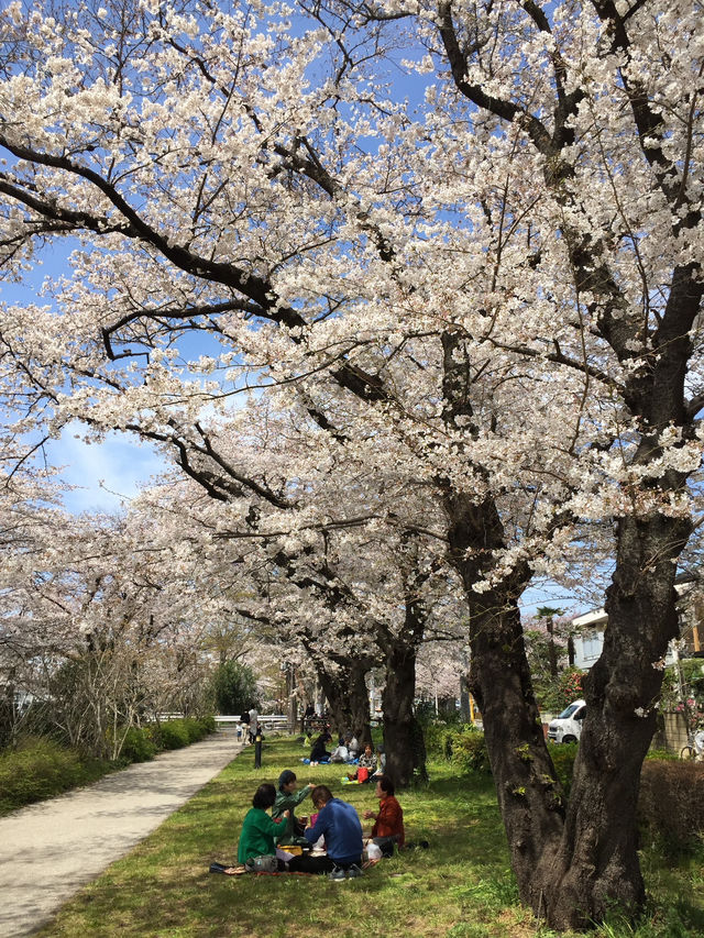ซากุระบานที่ Negawa River เมือง Tachikawa ชิลล