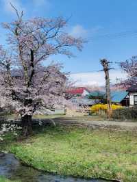 ซากุระที่ Kanonji River ฟุกุชิมะ ไม่ควรพลาด