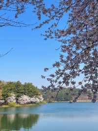 군산 벚꽃 명소 은파호수공원