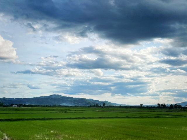 ชมวิวทุ่งนาเด่นชัย 🌾🍚