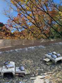 秋日的綠洲：新宿中央公園的紅葉之旅 🍂