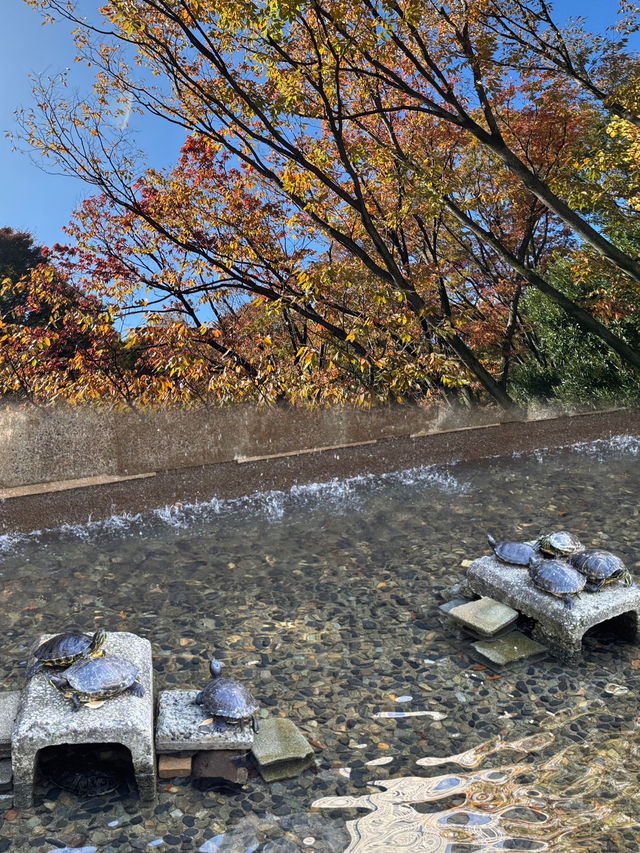 秋日的綠洲：新宿中央公園的紅葉之旅 🍂