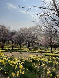 【栃木×春の那須旅】13万本の水仙と桜のコラボが見られる公園