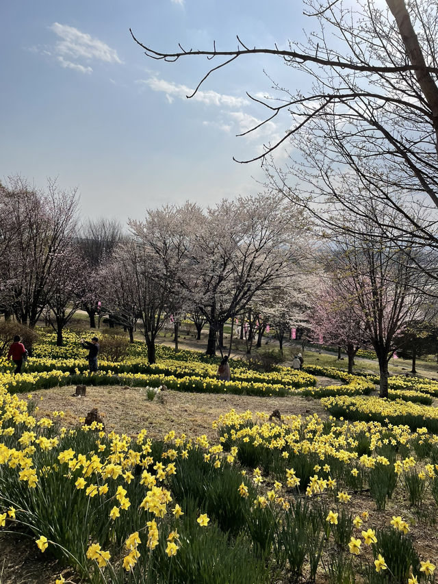 【栃木×春の那須旅】13万本の水仙と桜のコラボが見られる公園