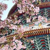 淡水天元宮，大台北地區的粉紅櫻花海