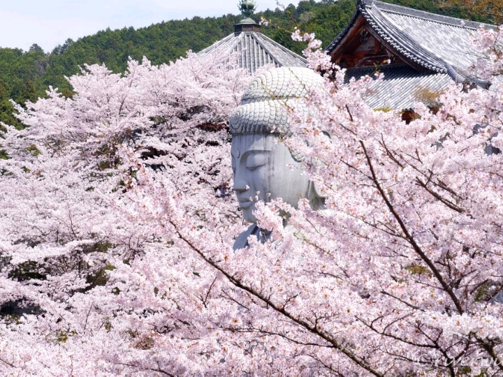 奈良県】日本でもここだけ！桜大仏を拝める「壷阪寺」 | Trip.com 高取町