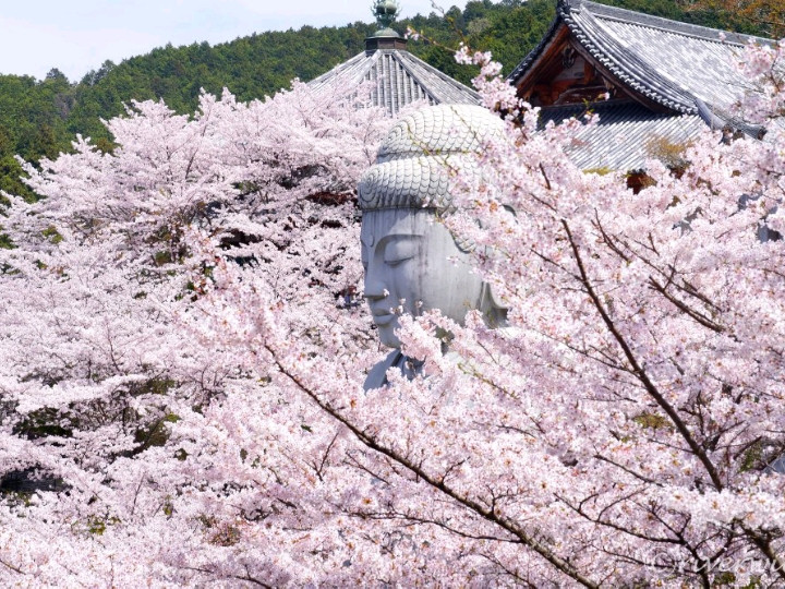 奈良県】日本でもここだけ！桜大仏を拝める「壷阪寺」 | Trip.com 高取町