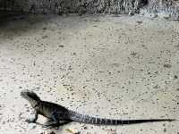Taronga Zoo Sydney