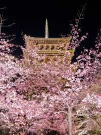 1000円で見れる絶景！春の訪れ🌸 京都と言えばド定番のココ‼️｢東寺｣