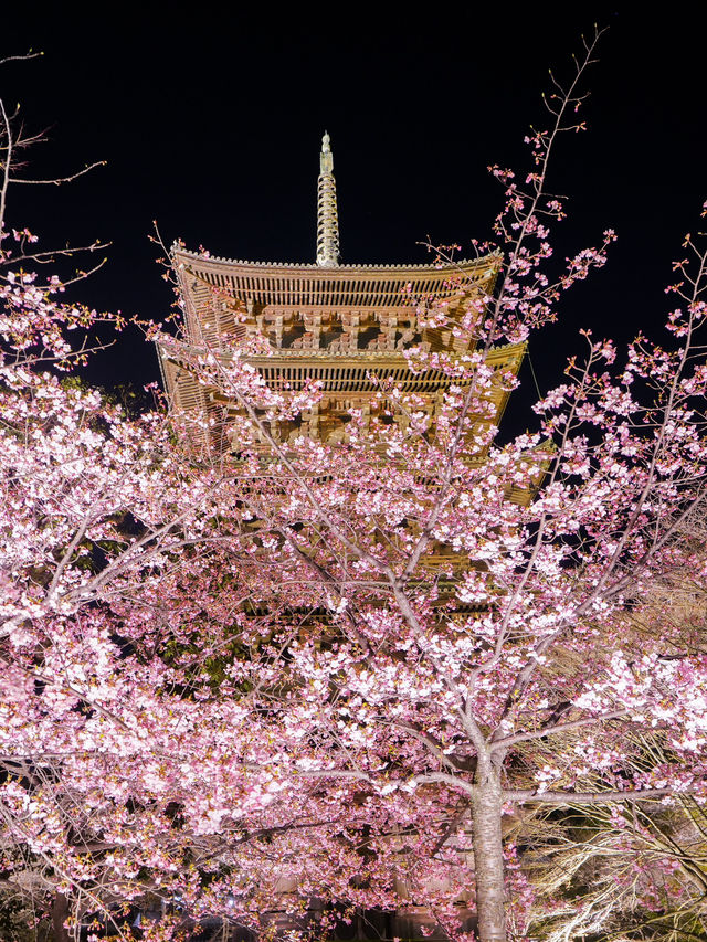 1000円で見れる絶景！春の訪れ🌸 京都と言えばド定番のココ‼️｢東寺｣