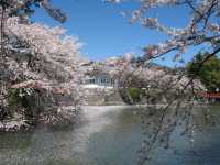 Chasing Sakura at Odawara Castle Park