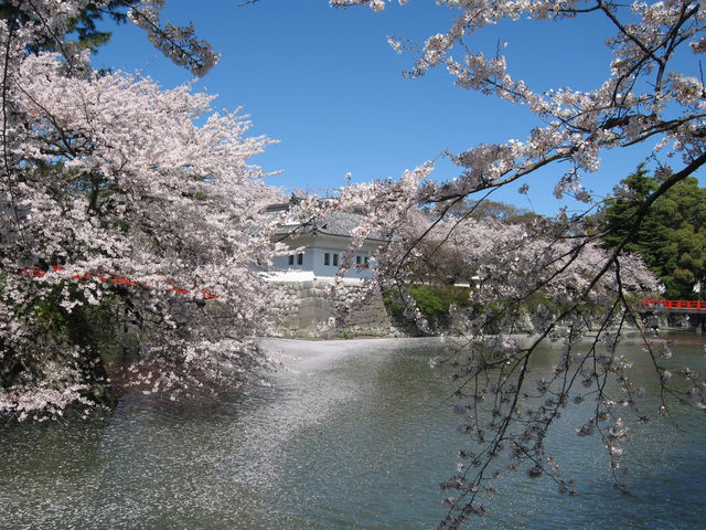 Chasing Sakura at Odawara Castle Park