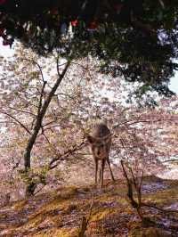 Chasing Sakura at Nara Park