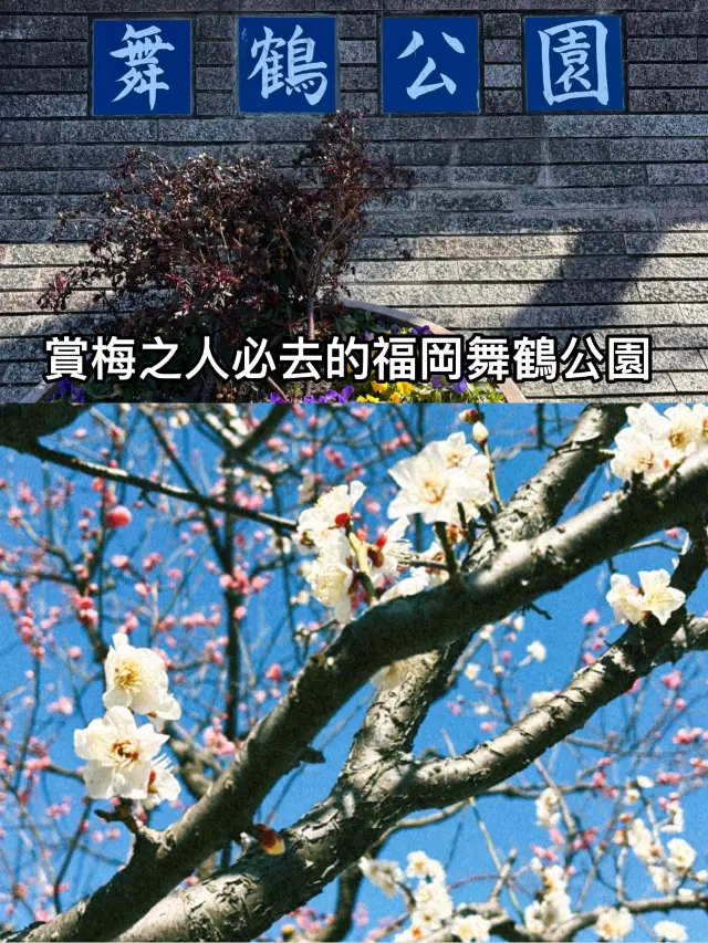賞梅之人必去的福岡舞鶴公園🌸