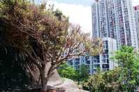 Urban Gem — Mei Ho House and Its Heritage