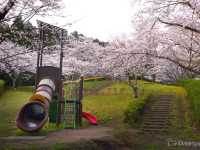 【京都】亀岡盆地を一望する知る人ぞ知る桜の名所「平和台公園」