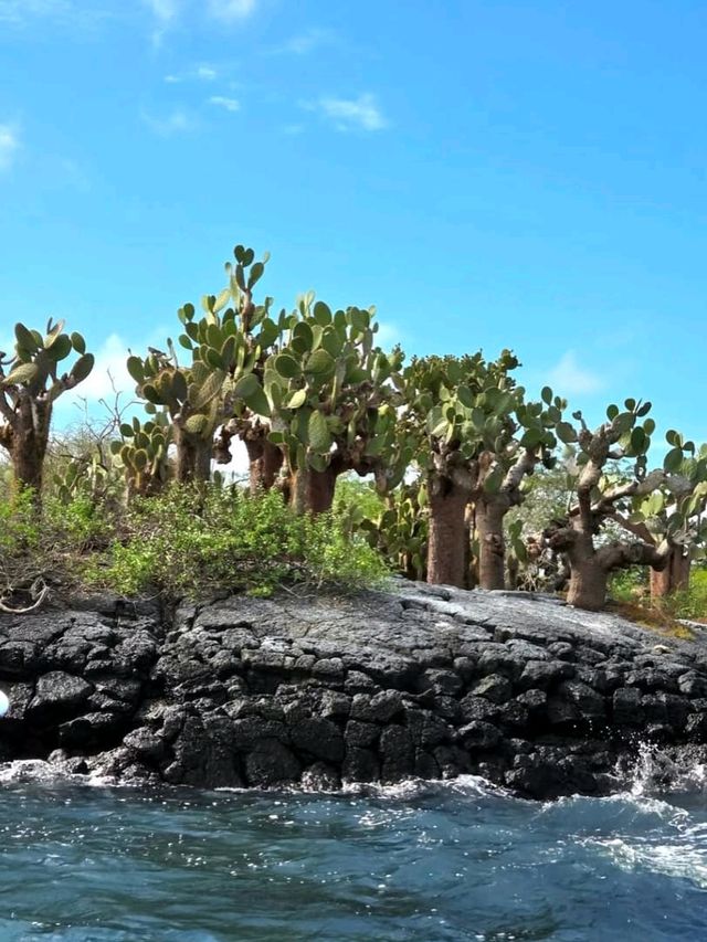 🌿 Discover Española Island – A Wildlife Wonderland! 🦜🐢
