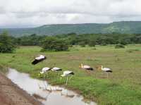 Spring Trip to Tanzania: Exploring Lake Manyara National Park
