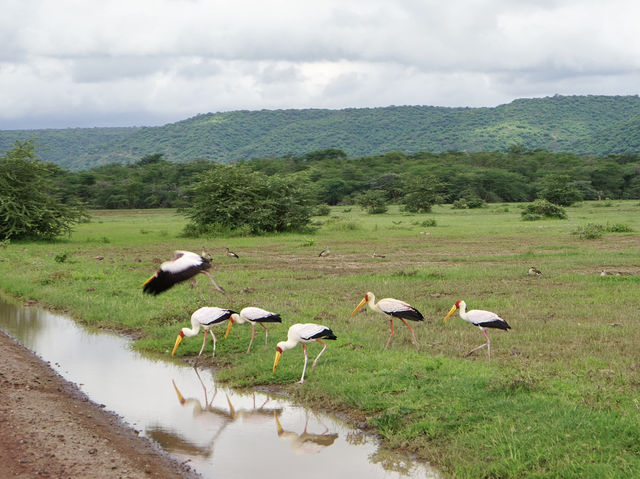 Spring Trip to Tanzania: Exploring Lake Manyara National Park