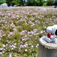 Shibazakura Garden, Japan: A Springtime Wonderland
