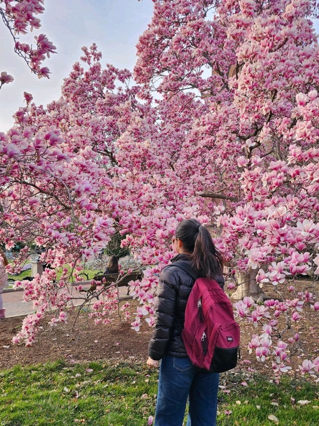 🇺🇸 미국 워싱턴 목련 명소를 소개합니다 🌸