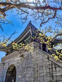 BLOSSOM & BEAUTY | SPRING TIME AT GYEONGBOKGUNG PALACE