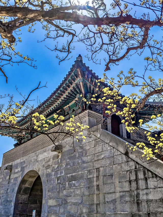 BLOSSOM & BEAUTY | SPRING TIME AT GYEONGBOKGUNG PALACE