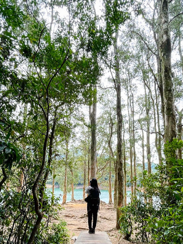 白千層｜香港最易徒步打卡景點🌳
