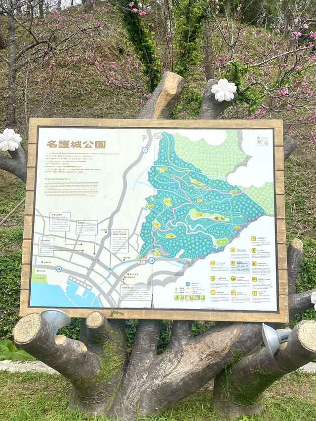 Sakura in Full Bloom at Nago Castle Park🌸