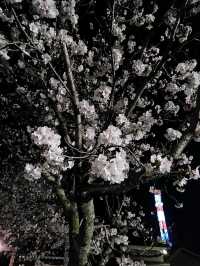 【山口グルメ】春来軒・やきそば・ばりそば