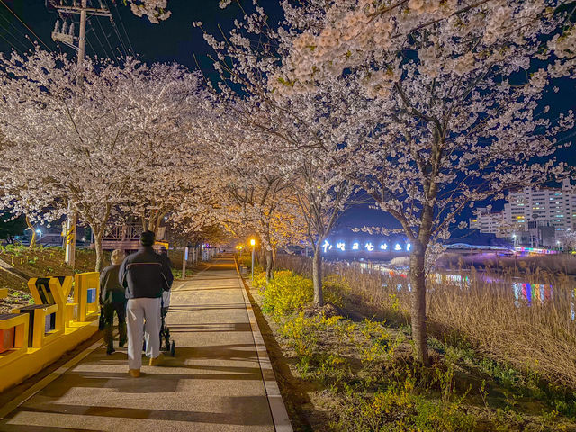 전남 보성 봄에 가기좋은 벚꽃명소