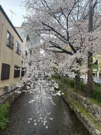 【夙川河川敷緑地｜桜の名所100選に選ばれた、春だけの絶景さんぽ道🌸】