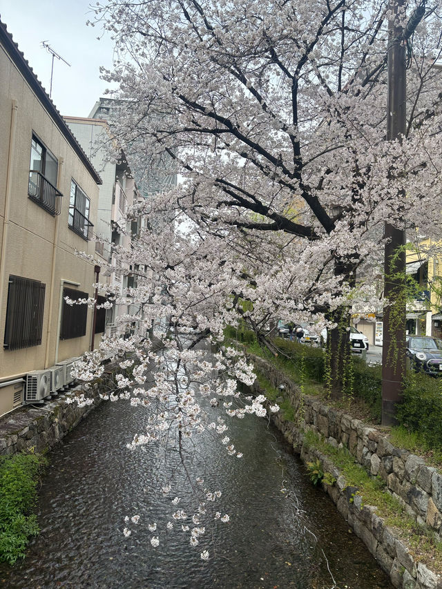 【夙川河川敷緑地｜桜の名所100選に選ばれた、春だけの絶景さんぽ道🌸】