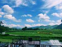 泰國曼谷附近最美國家公園景點：考艾國家公園，適合打卡拍照📸