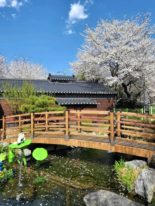 지금 가면 가장 예쁜 청도 벚꽃여행지