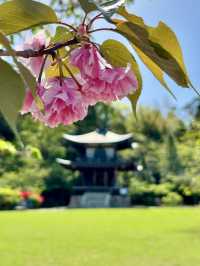 Spring Stroll at Kanshuji Temple