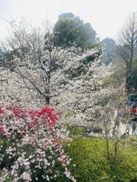 都内屈指のお花見名所🌸上野恩賜公園で春満喫！